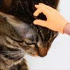 1 PC Cat Teaser Toy; Tiny Finger Hands Interactive Cat Toys For Kitten Cats